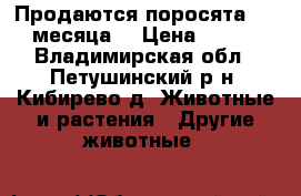 Продаются поросята 1,5 месяца  › Цена ­ 500 - Владимирская обл., Петушинский р-н, Кибирево д. Животные и растения » Другие животные   